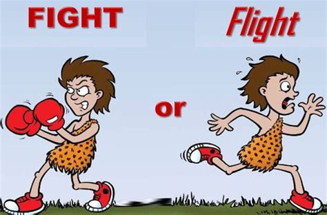 Fight or Flight 2025